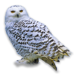 snowy owl, wisconsin snowy owls,deer hunting in wisconsin, roofing seo, web designer ny, gold cross ambulance, real estate videography, custom websites designs, new jersey web design, web design new york city, web builders near me, new york city web design, outdoor photographers, web design companies near me, website design companies near me, web design services near me, best web development company, personal trainer websites,fox valley web design,fvwd,appleton web design, green bay web developers, wisconsin website designers, social media marketing, uav pilot, web designers near me, branding, designer, hosting, web hosting, real estate photographers
