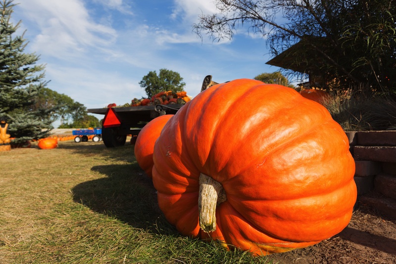 Giant Pumpkins,happy halloween from Fox Valley Web Design,wisconsin website designers