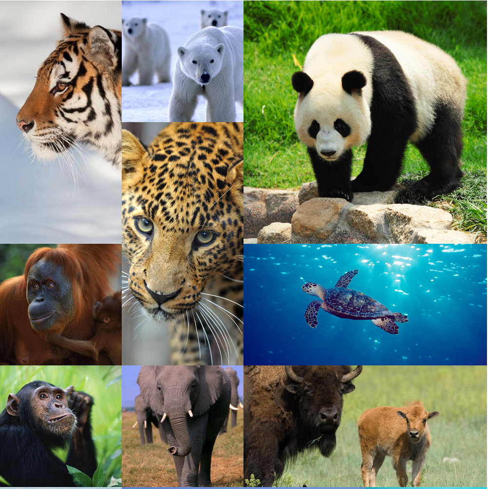 support wwf,endangered species,endangered animals, World Wildlife Fund