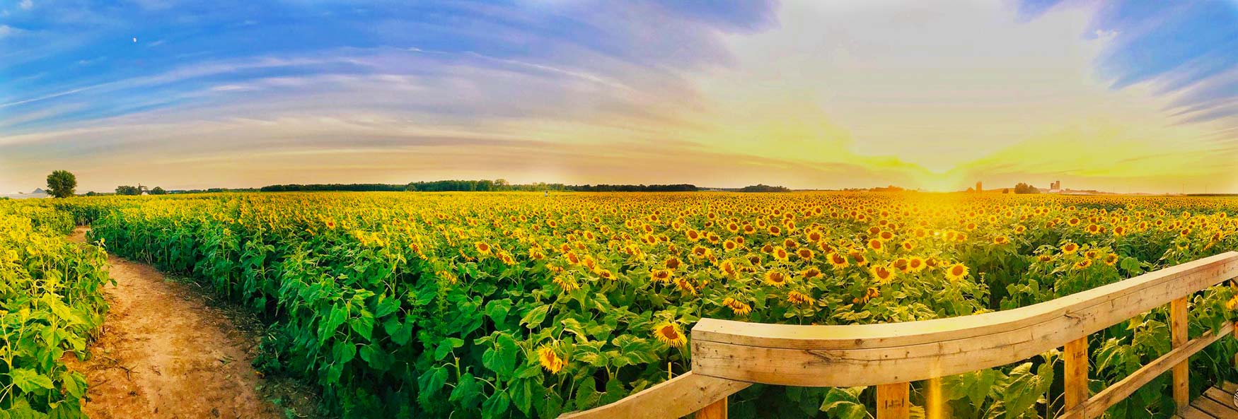 Wisconsin Summer Sunflowers