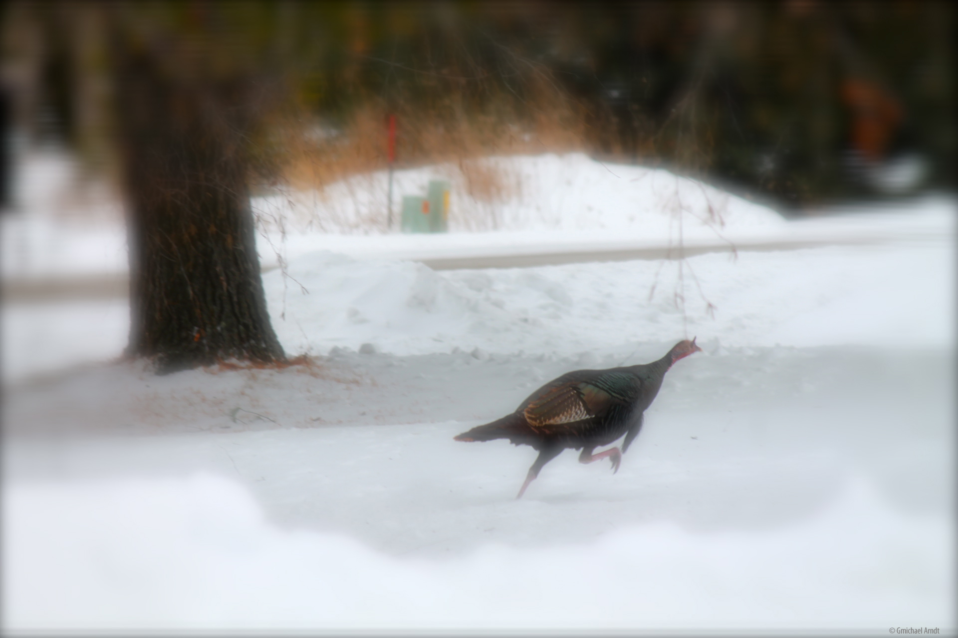 Winter Birds ~ Runnin’ & fly’in about… Green Bay Wisconsin
