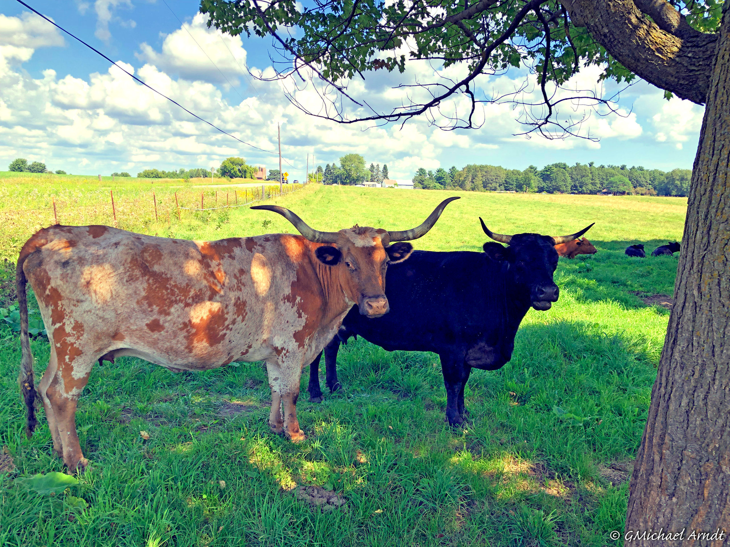 What happens when you talk to a Wisconsin Texas Longhorn?